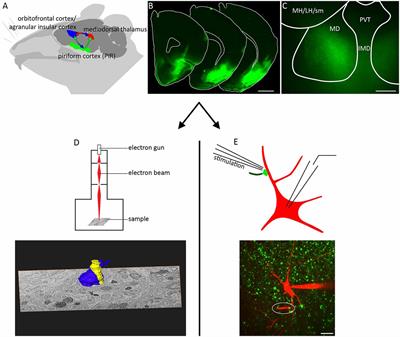 Ultrastructural and Functional Properties of a Giant Synapse Driving the <mark class="highlighted">Piriform Cortex</mark> to Mediodorsal Thalamus Projection